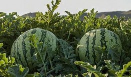 广西南宁吃瓜网红是谁啊,揭秘广西南宁吃瓜一哥！”